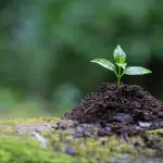 L’importanza dell’irrigazione per la crescita delle piante