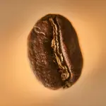 Capsule compostabili di caffè: il futuro sostenibile dell’espresso domestico