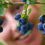 Quali sono i frutti più semplici da coltivare?