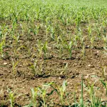 Concimi organo minerali, quali sono i vantaggi e perché hanno un basso impatto sull’ambiente